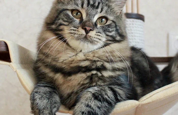 Edana Taiga Tiger (litter E)